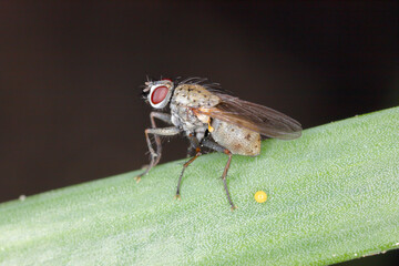 Delia antiqua, commonly known as the onion fly, is a cosmopolitan pest of crops. The larvae or...