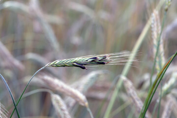 Claviceps purpurea, a poisonous fungal infection in cereals and grasses called the ergot fungus