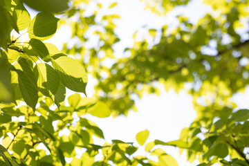 Obraz premium エコ 新緑 壁紙 コピースペース