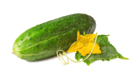 Ripe cucumber with leaf and flower isolated on white background. Fresh vegetables.