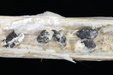 Stem rot Sclerotinia sclerotiorum oilseed rape stem sectioned to show sclerotia