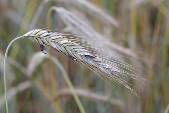 Claviceps purpurea, a poisonous fungal infection in cereals and grasses called the ergot fungus
