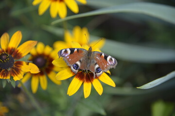 An animal, an insect, a day butterfly called Rusałka peacock. The photos were taken in a park in the city of Ostrołęka in Masovia, Poland.