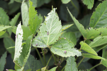 Soybean plants damaged by Lupine beetle - Charagmus (formerly Sitona) gressorius and griseus - a specieses of weevils Curculionidae, pest of lupines and other Fabaceae.