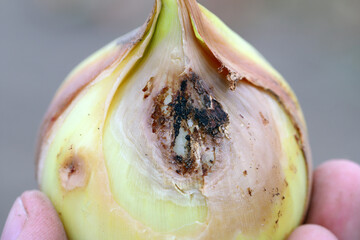 Onion damaged by Eumerus strigatus or lesser bulb fly is a species of Hoverfly, from the family...
