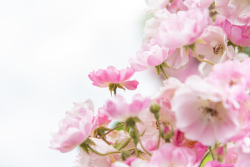 Rosenblüten-Strauch in rosa-weiß