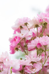 Fototapeta na wymiar Rosenblüten-Strauch in rosa-weiß