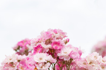 Rosenblüten-Strauch in rosa-weiß