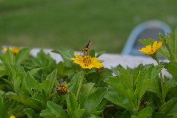 butterfly on a flower