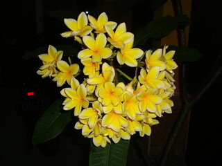 yellow frangipani flower