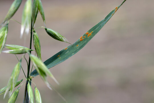 Stem rust, also known as cereal rust, black rust, red rust or red dust, is caused by the fungus Puccinia graminis, which causes significant disease in cereal crops. Symptoms of the disease on oats.