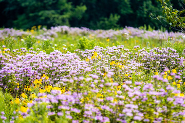 field of flowers