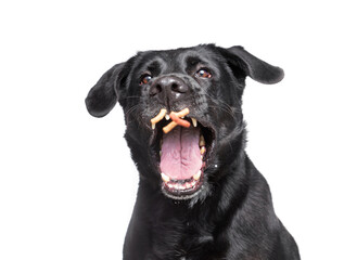 studio shot of a cute dog catching treats on an isolated background