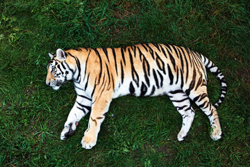 Portrait of a Amur tiger on a grass in summer day.