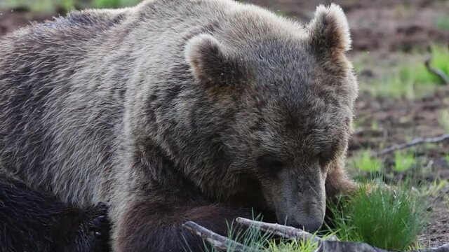 Bear eating in wilderness. Feeding bear in north Europe