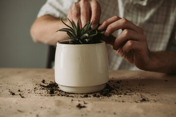 gardeners hand transplanting succulent in pot on table. Concept of home garden