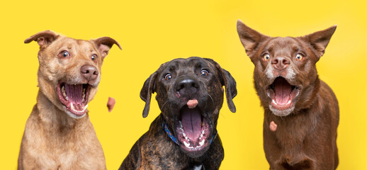studio shot of cute dogs catching treats on an isolated background - obrazy, fototapety, plakaty