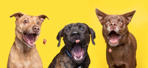 Poster studio shot of cute dogs catching treats on an isolated background © annette shaff