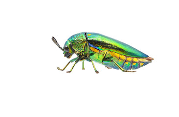 colorful Jewel beetle on white background closeup