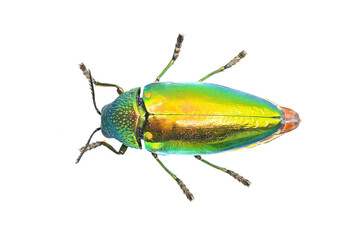 colorful top view Jewel beetle on white background closeup