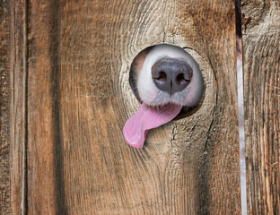 a cute dog's nose and tongue poking out of a hole in the fence licking and drooling