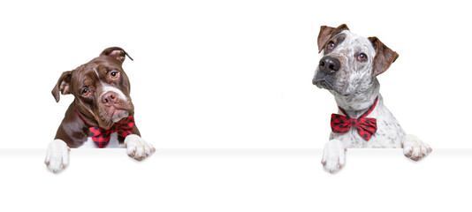 studio shot of cute dogs on an isolated background holding a blank sign