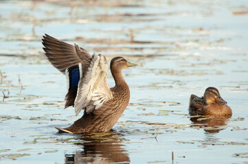 Mallard at the lake
