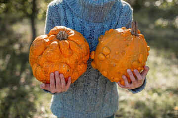 Boy in a knitted blue sweater is holding in his hands ugly orange pumpkins. Deformed orange...