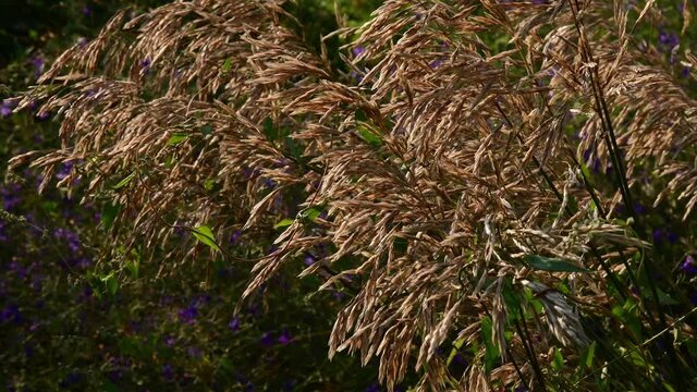 Fall meadow background with Holcus lanatus seed inflorescences fluttering in wind. Autumn nature pampas grassland