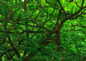 Fototapeta na wymiar Gałęzie starego drzewa w parku