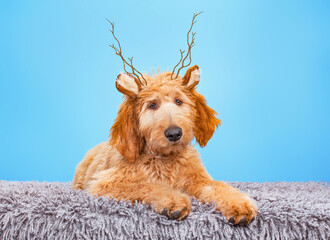 studio shot of a cute dog on an isolated background
