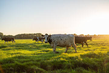 white cow going back inside during sunset 
