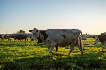 cow going back inside during sunset
