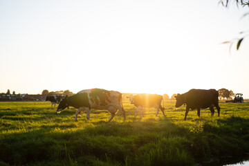 cows at field going back inside during sunset side