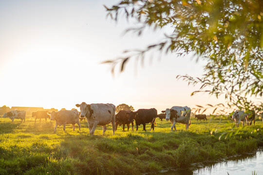 cows at field going back inside during sunset with branch