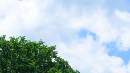 Obraz premium Green tree branches and blue sky. Nature background for your advertising, announcements or other projects