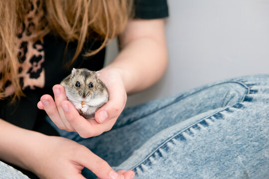 Agouti coloured winter white dwarf pet hamster eating a mealworm and being held in a hand
