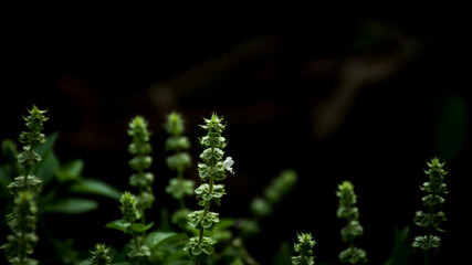 Nature flower for the light in the shadows