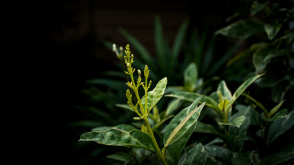 Nature flower for the light in the shadows