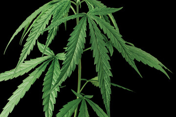 cannabis plant or hemp on isolate black background, marijuana as a medicinal herb cutout of the backdrop with clipping path,front view.