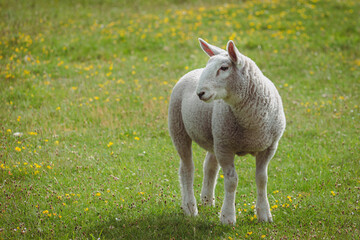 A lamb looking left in a meadow or field