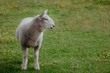 A lamb looking right in a meadow or field with white space