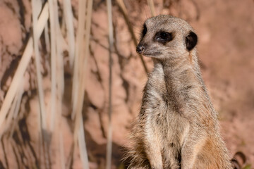 Portrait of a single meerkat