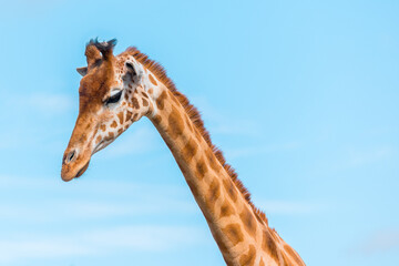 Neck and head of a giraffe looking down