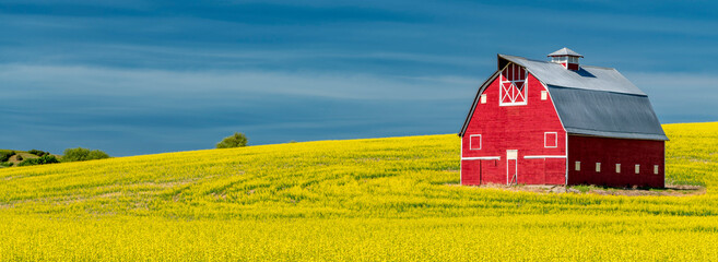 Red barn in a yellow field of Canola Rapeseed - obrazy, fototapety, plakaty