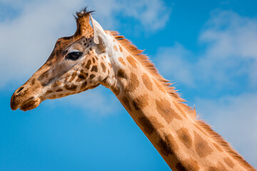 Neck and head of a giraffe in perfect profile against the sky