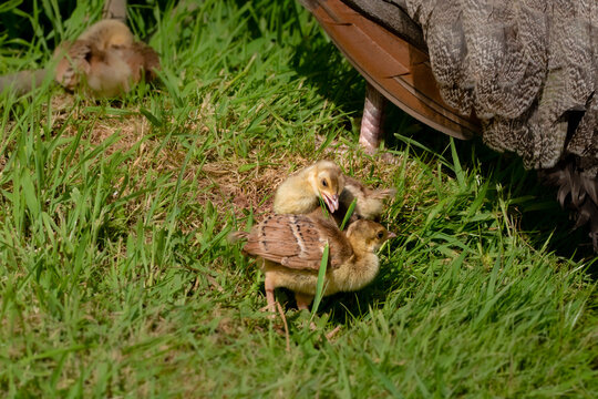Peachicks, peacock chicks, playing in grass near their mother