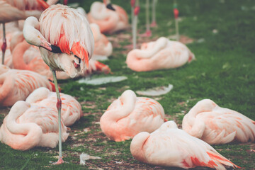 A Chilean flamingo grooming pink feathers in a flamboyance