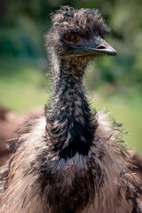 Close up of neck, head and ruffle feathers of emu looking at camera, portrait orientation