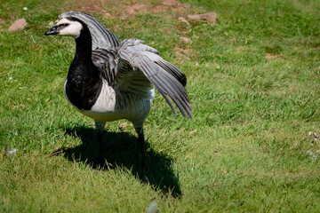 Barnacle goose flapping wings open in grass